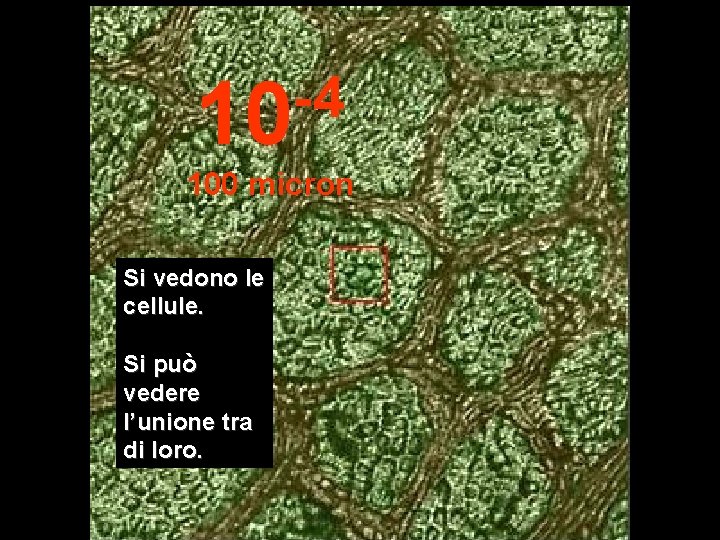 -4 10 100 micron Si vedono le cellule. Si può vedere l’unione tra di