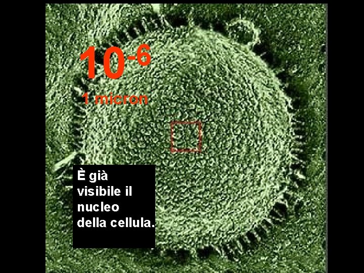 -6 10 1 micron È già visibile il nucleo della cellula. 