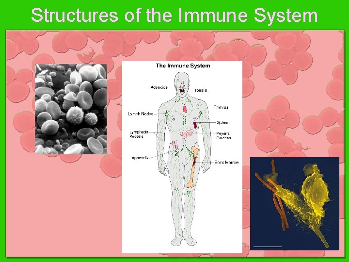 Structures of the Immune System Structures of the Immune System