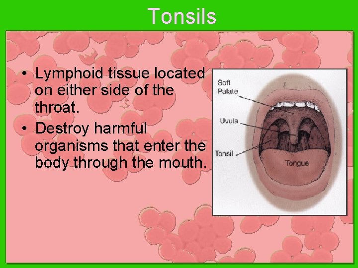 Tonsils • Lymphoid tissue located on either side of the throat. • Destroy harmful Tonsils • Lymphoid tissue located on either side of the throat. • Destroy harmful