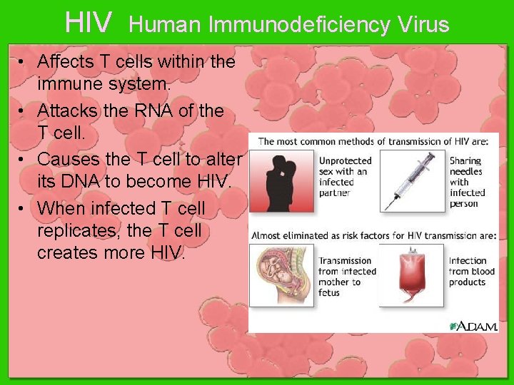HIV Human Immunodeficiency Virus • Affects T cells within the immune system. • Attacks HIV Human Immunodeficiency Virus • Affects T cells within the immune system. • Attacks
