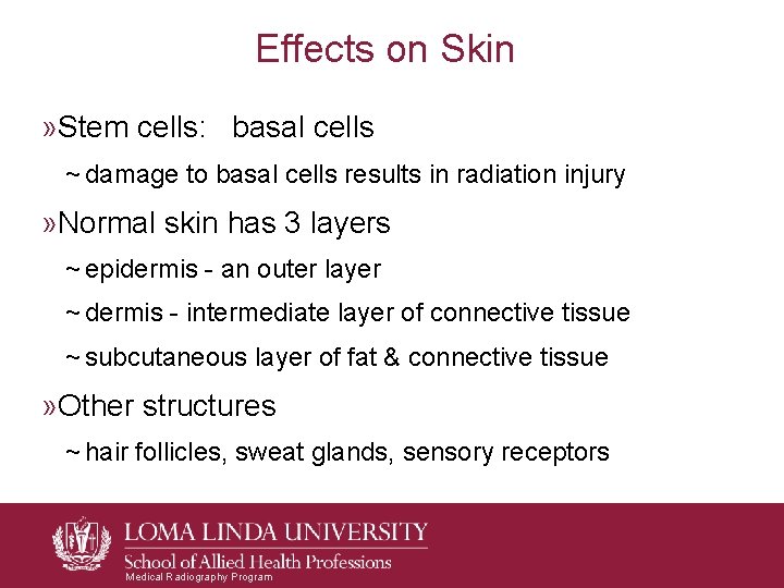 Effects on Skin » Stem cells: basal cells ~ damage to basal cells results Effects on Skin » Stem cells: basal cells ~ damage to basal cells results