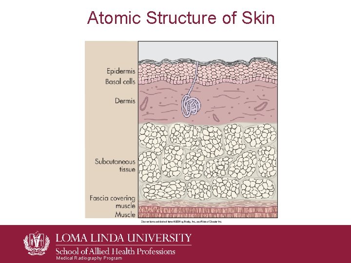 Atomic Structure of Skin Medical Radiography Program Atomic Structure of Skin Medical Radiography Program