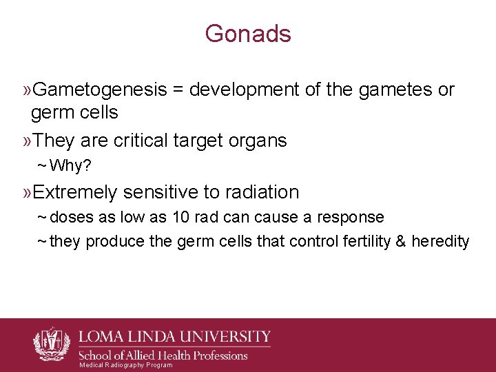 Gonads » Gametogenesis = development of the gametes or germ cells » They are Gonads » Gametogenesis = development of the gametes or germ cells » They are
