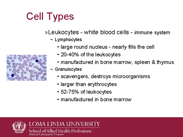Cell Types » Leukocytes - white blood cells - immune system ~ Lymphocytes • Cell Types » Leukocytes - white blood cells - immune system ~ Lymphocytes •
