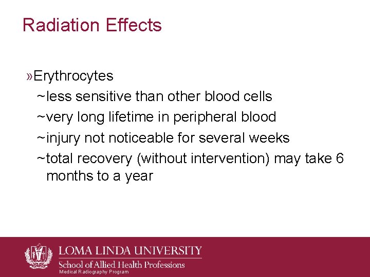Radiation Effects » Erythrocytes ~ less sensitive than other blood cells ~ very long Radiation Effects » Erythrocytes ~ less sensitive than other blood cells ~ very long