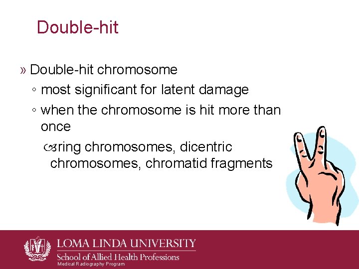 Double-hit » Double-hit chromosome ◦ most significant for latent damage ◦ when the chromosome Double-hit » Double-hit chromosome ◦ most significant for latent damage ◦ when the chromosome