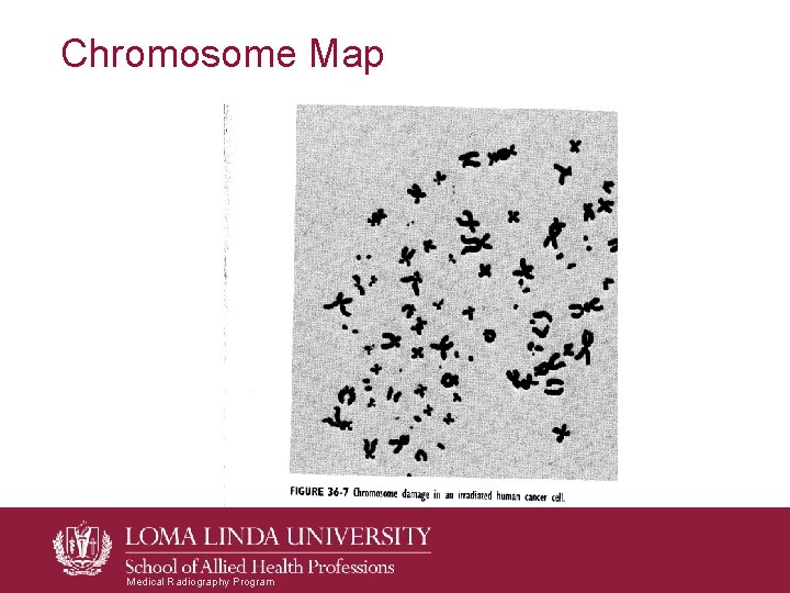 Chromosome Map Medical Radiography Program Chromosome Map Medical Radiography Program