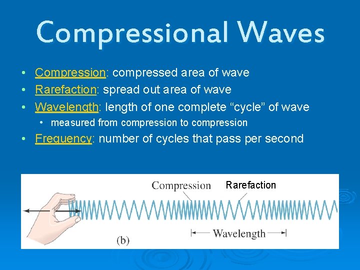 Compressional Waves • • • Compression: compressed area of wave Rarefaction: spread out area