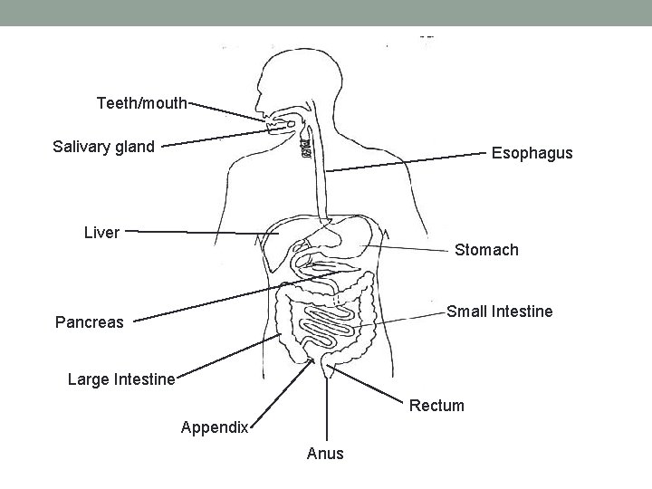 Teeth/mouth Salivary gland Esophagus Liver Stomach Small Intestine Pancreas Large Intestine Rectum Appendix Anus