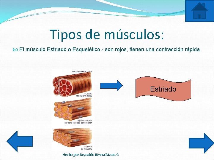 Tipos de músculos: El músculo Estriado o Esquelético - son rojos, tienen una contracción
