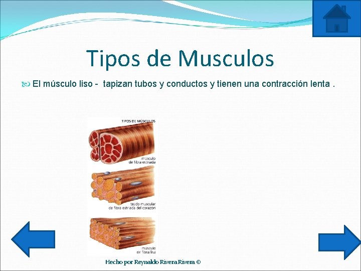 Tipos de Musculos El músculo liso - tapizan tubos y conductos y tienen una