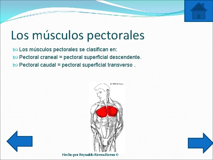 Los músculos pectorales se clasifican en: Pectoral craneal = pectoral superficial descendente. Pectoral caudal