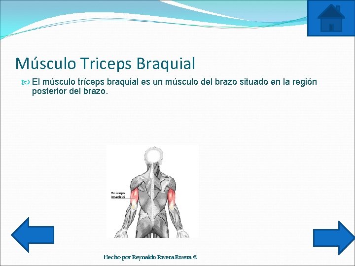 Músculo Triceps Braquial El músculo tríceps braquial es un músculo del brazo situado en