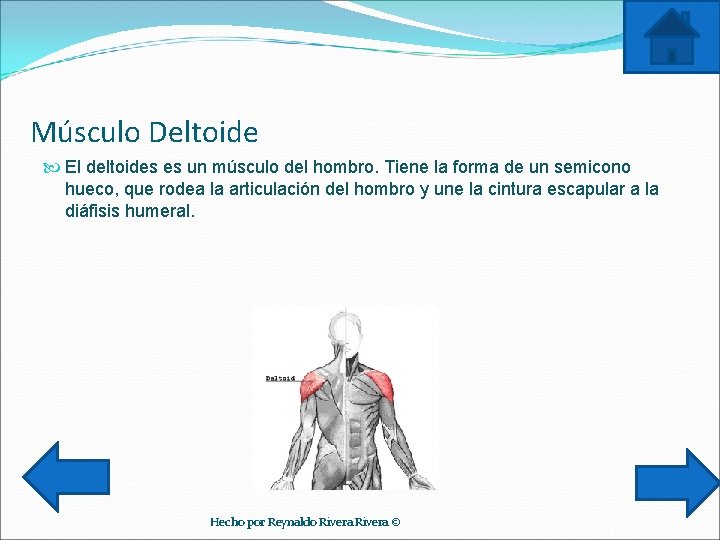 Músculo Deltoide El deltoides es un músculo del hombro. Tiene la forma de un