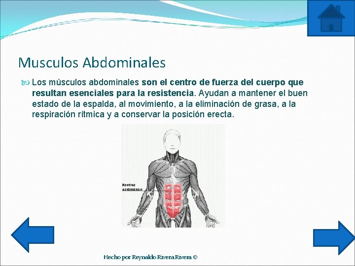 Musculos Abdominales Los músculos abdominales son el centro de fuerza del cuerpo que resultan