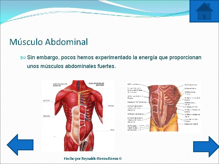 Músculo Abdominal Sin embargo, pocos hemos experimentado la energía que proporcionan unos músculos abdominales