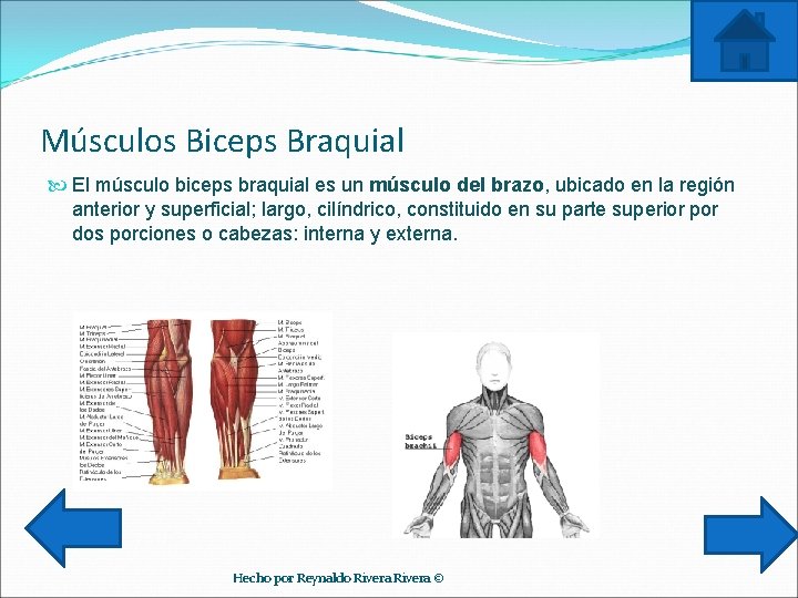 Músculos Biceps Braquial El músculo biceps braquial es un músculo del brazo, ubicado en
