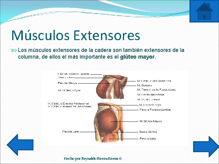 Músculos Extensores Los músculos extensores de la cadera son también extensores de la columna,