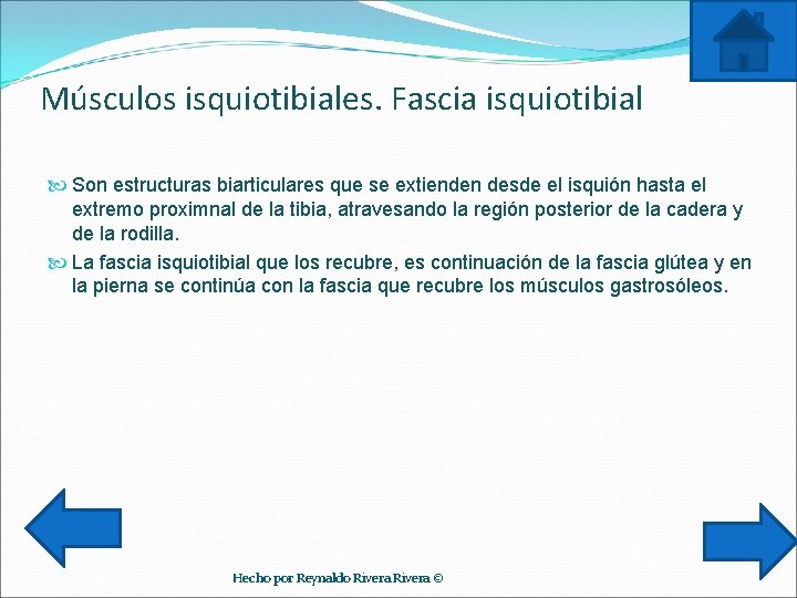 Músculos isquiotibiales. Fascia isquiotibial Son estructuras biarticulares que se extienden desde el isquión hasta