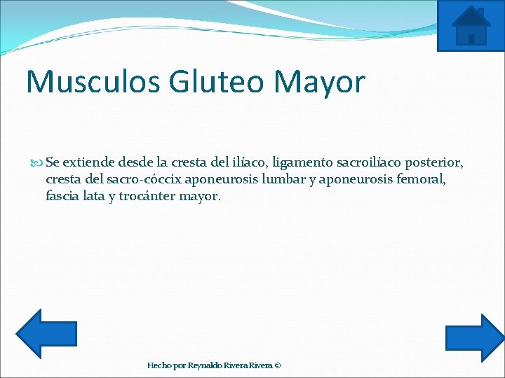 Musculos Gluteo Mayor Se extiende desde la cresta del ilíaco, ligamento sacroilíaco posterior, cresta