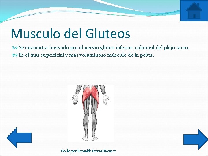 Musculo del Gluteos Se encuentra inervado por el nervio glúteo inferior, colateral del plejo