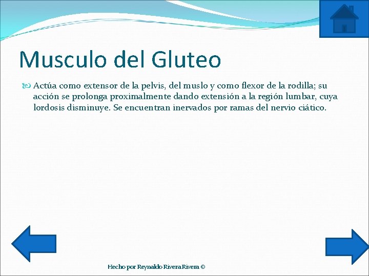 Musculo del Gluteo Actúa como extensor de la pelvis, del muslo y como flexor