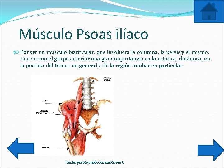 Músculo Psoas ilíaco Por ser un músculo biarticular, que involucra la columna, la pelvis