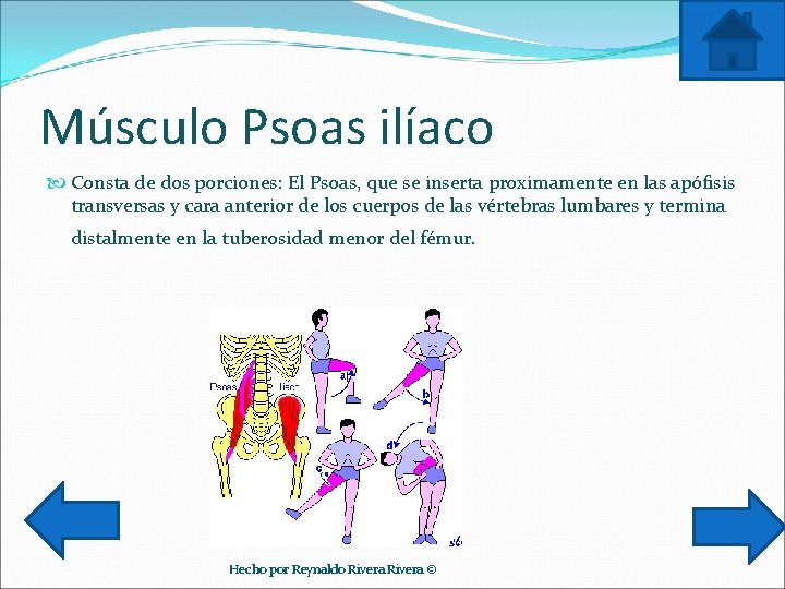 Músculo Psoas ilíaco Consta de dos porciones: El Psoas, que se inserta proximamente en