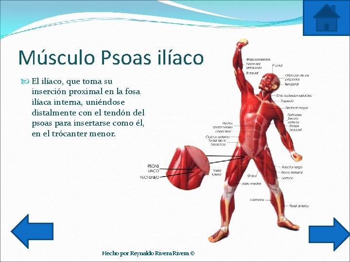 Músculo Psoas ilíaco El ilíaco, que toma su inserción proximal en la fosa ilíaca