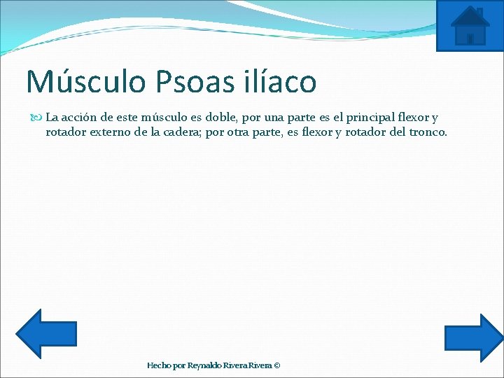 Músculo Psoas ilíaco La acción de este músculo es doble, por una parte es