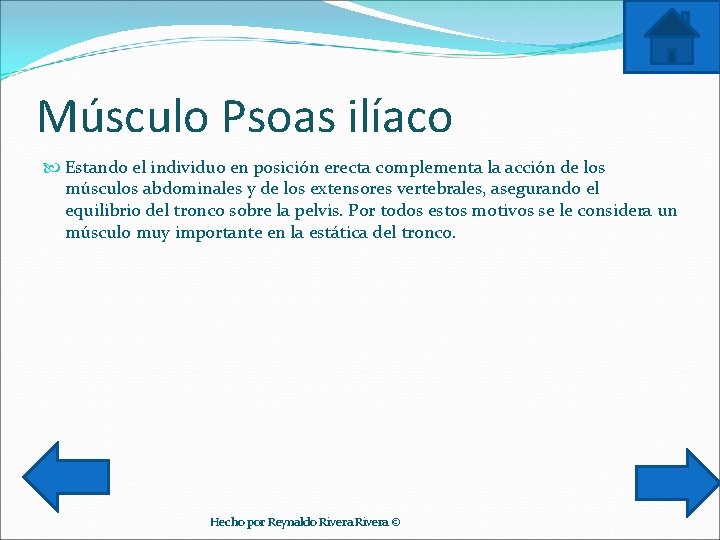 Músculo Psoas ilíaco Estando el individuo en posición erecta complementa la acción de los