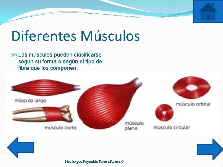 Diferentes Músculos Los músculos pueden clasificarse según su forma o según el tipo de