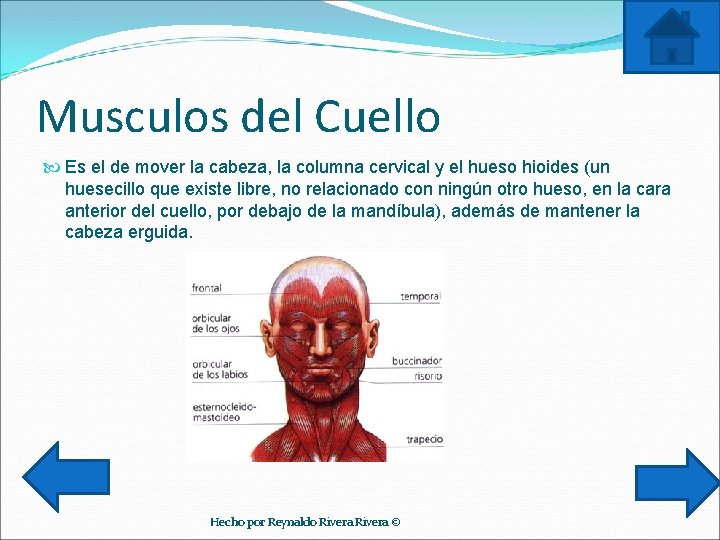 Musculos del Cuello Es el de mover la cabeza, la columna cervical y el