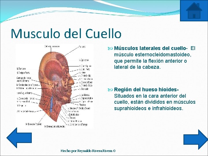 Musculo del Cuello Músculos laterales del cuello- El músculo esternocleidomastoideo, que permite la flexión