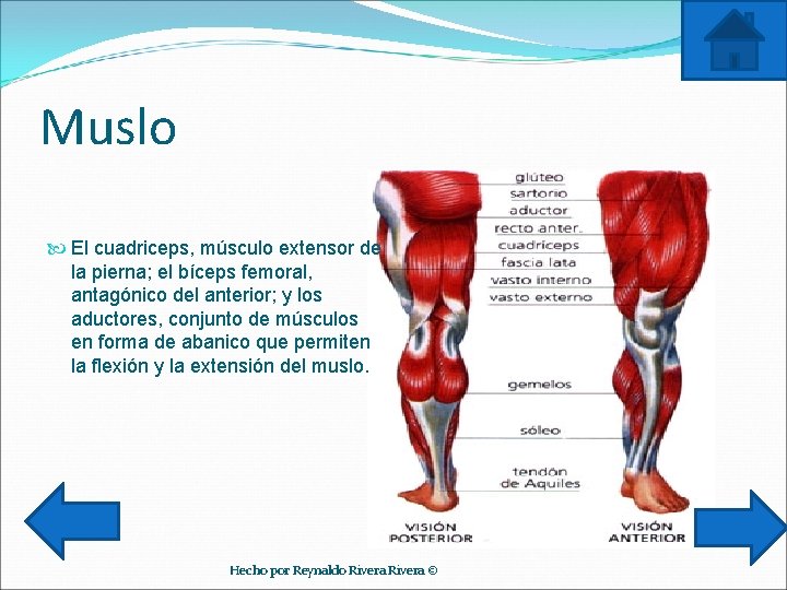 Muslo El cuadriceps, músculo extensor de la pierna; el bíceps femoral, antagónico del anterior;