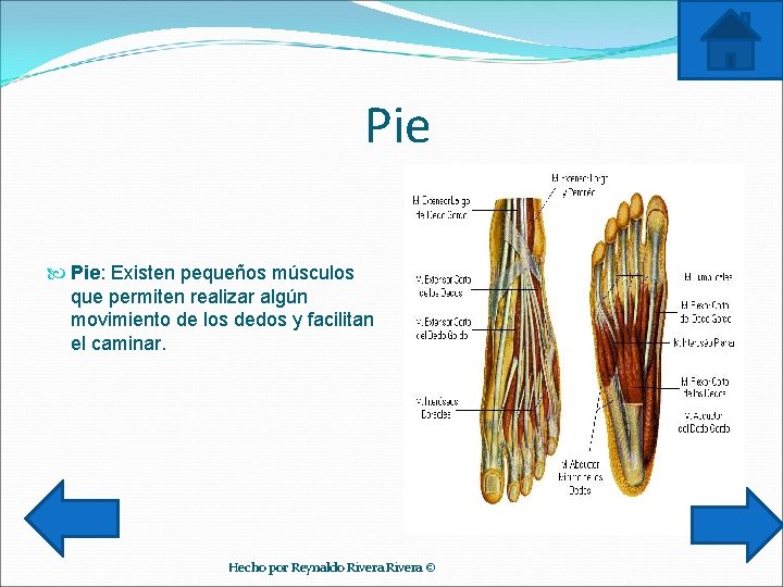 Pie Pie: Existen pequeños músculos que permiten realizar algún movimiento de los dedos y