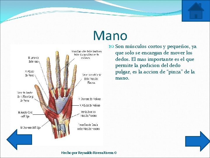 Mano Son músculos cortos y pequeños, ya que solo se encargan de mover los