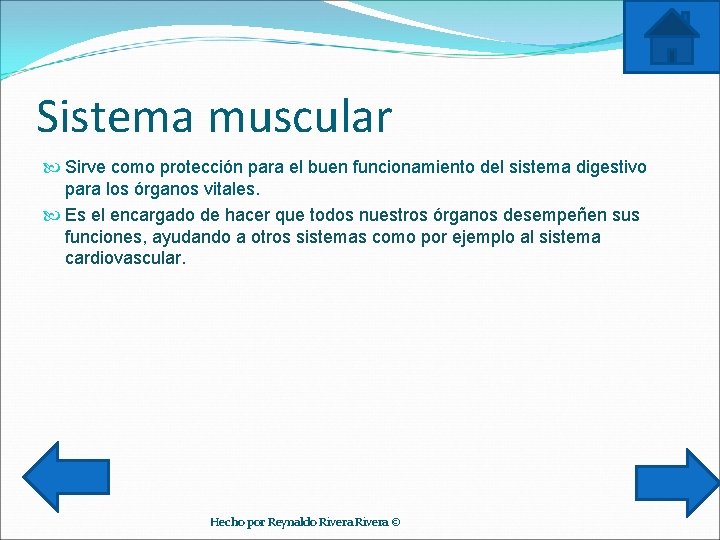 Sistema muscular Sirve como protección para el buen funcionamiento del sistema digestivo para los