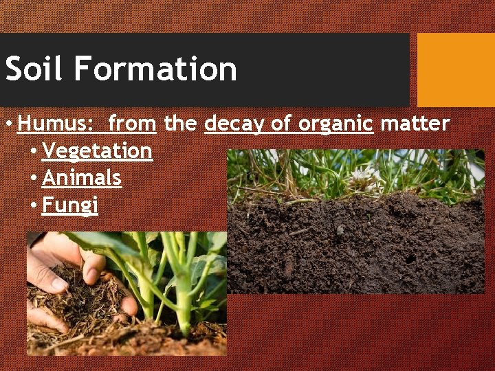 Soil Formation • Humus: from the decay of organic matter • Vegetation • Animals