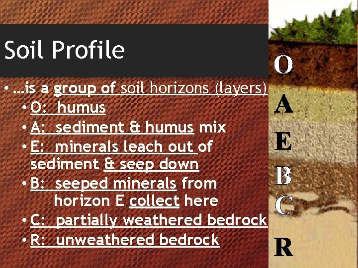 Soil Profile O • …is a group of soil horizons (layers) A • O: