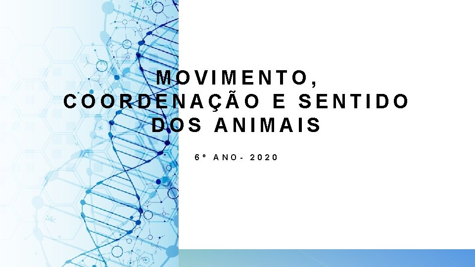 MOVIMENTO, COORDENAÇÃO E SENTIDO DOS ANIMAIS 6º ANO- 2020 