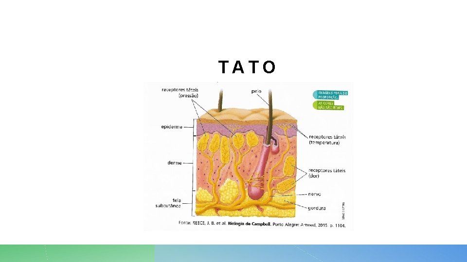 TATO 