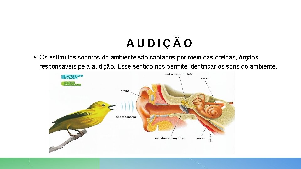 AUDIÇÃO • Os estímulos sonoros do ambiente são captados por meio das orelhas, órgãos