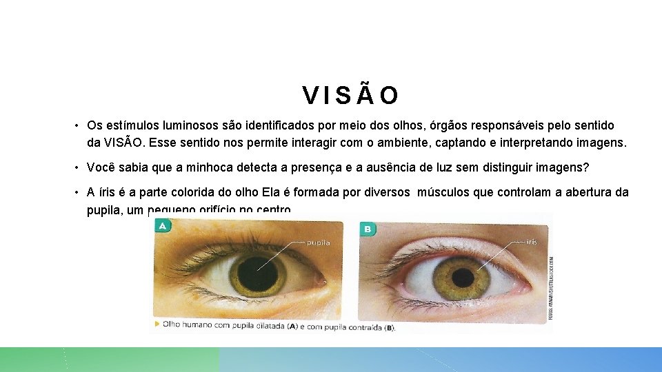 VISÃO • Os estímulos luminosos são identificados por meio dos olhos, órgãos responsáveis pelo