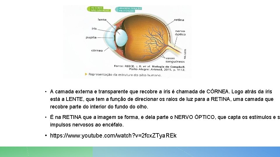 • A camada externa e transparente que recobre a íris é chamada de