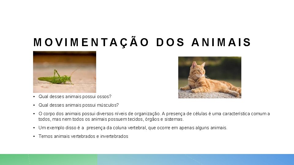 MOVIMENTAÇÃO DOS ANIMAIS • Qual desses animais possui ossos? • Qual desses animais possui