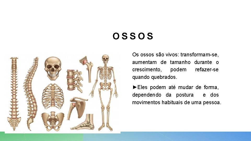 OSSOS Os ossos são vivos: transformam-se, aumentam de tamanho durante o crescimento, podem refazer-se