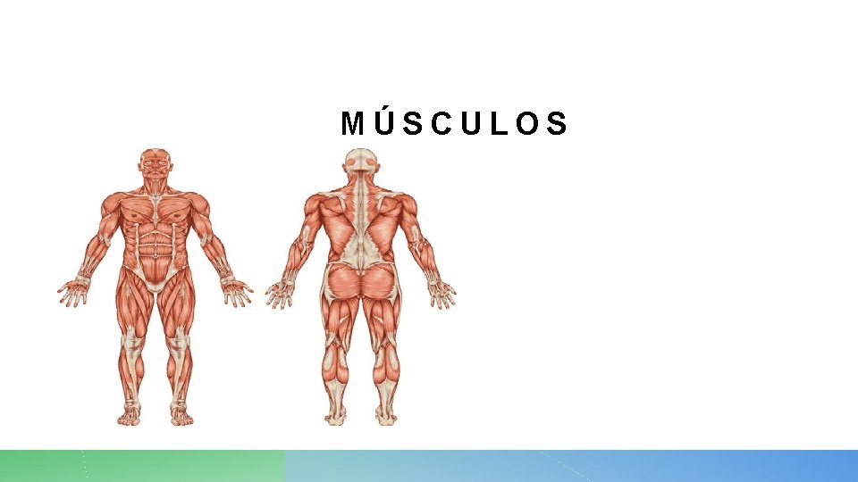 MÚSCULOS 