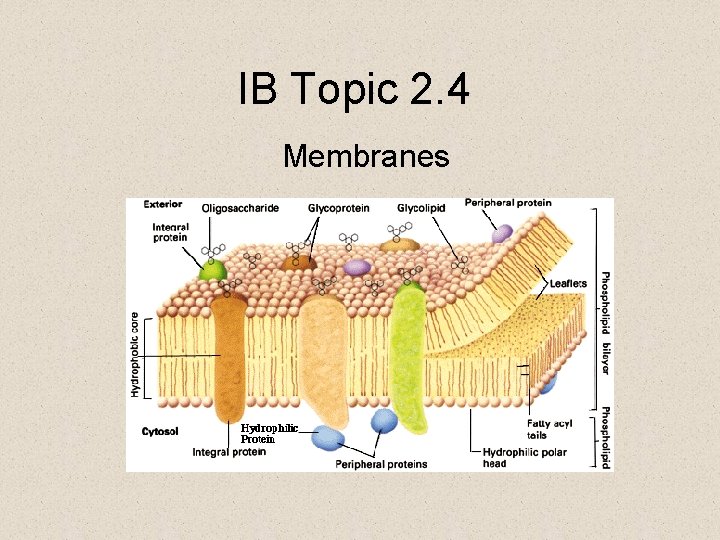 IB Topic 2. 4 Membranes 